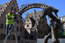 Des employés installent une squelette de mammouth, qui fait partie de la création "Mammuthus Volantes" de l'artiste lyonnais Jacques Rival à Strasbourg, le 30 avril 2018, dans le cadre du festival "l'