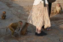 Des macaques jouent au milieu des touristes le 16 décembre 2016 sur le site d'un temple à Jaipur dans le Rajasthan.
