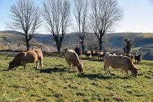 L'Aubrac, plateau volcanique et granitique au cœur du Massif Central, est mondialement connu pour sa race bovine rustique du même nom comme ici à Currières près de Rodez, le 17 novembre 2017