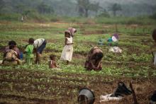 Des femmes congolaises déplacées, entourées de leurs enfants, travaillent sur un domaine agricole soutenu par l'Organisation des Nations unies pour l'alimentation et l'agriculture (FAO) à Tshikapa (pr