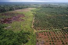 Photo d'une plantation d'huile de palme en Indonésie. La présidente de la FNSEA a annoncé le 31 mai le blocage des raffineries "dans toutes la France" à partir du 10 juin en réaction à la hausse atten