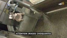 Cette capture d'écran d'une vidéo fournie le 21 mai 2018 par l'association Anymal sur YouTube, montre un cochon abattu à l'abattoir municipal d'Alès (sud)