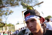 Un étudiant participe à une manifestation anti-gouvernementale avec un iguane sur la tête, le 18 mai 2018 à Managua (Nicaragua)