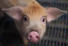 La viande de porc américaine est dans le viseur des douanes chinoises