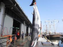 Une baleine de Minke pêchée accidentellement à Taean en Corée du Sud, le 26 juin 2012