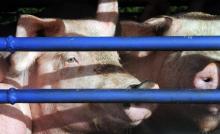 Des cochons destinés à l'abattoir, photo du 22 octobre 2013