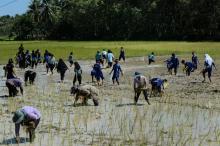 La Thaïlande, grenier à riz du monde, "restreint" seulement l'usage d'herbicides controversés Ci-contre des ouvriers agricoles dans le district de Mai Kaen, dans la province de Pattani, le 16 novembre
