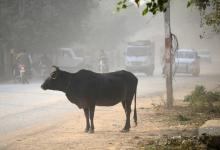 Une vache sur le bord d'une route à Allahabad, le 15 décembre 2016 en Inde