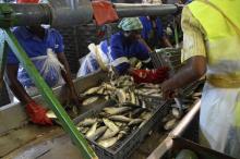 Des employés d'une usine de conditionnement de poissons à Benguela sur la côte d'Angola, le 12 février 2018