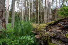 Des gardes forestiers abattent un arbre dans la forêt de Bialowieza, le 31 mai 2016 en Pologne