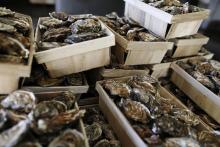 Les huîtres en provenance de l'ensemble du Bassin d'Arcachon sont de nouveau autorisées à la consommation