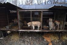 Un chien dans sa cage d'une ferme d'élevage canin à Namyangju près de Séoul, le 28 novembre 2017, lors d'une opération de sauvetage et de protestation organisée par la Humane Society International (HS