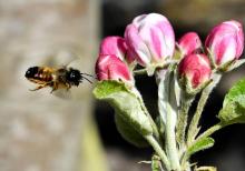 Connaître le comportement des abeilles pendant qu'elles butinent pourrait aider les chercheurs à enrayer leur disparition
