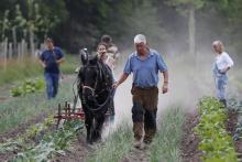 Charles Hervé-Gruyer (au centre) laboure un champ à l'aide d'un cheval, dans sa ferme du Bec-Hellouin le 25 mai 2018