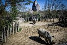 Des rhinoceros au Parc Zoologique de Paris en avril 2018