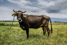 Penka, une vache bulgare vouée à l'abattoir pour être passée par mégarde en Serbie, sur une photographie fournie le 11 juin 2018 par la Four Paws Foundation