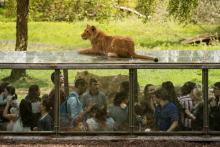 Des visiteurs admirent des jeunes lions depuis une galerie d'observation, le 23 avril 2018 au zoo et parc de Thoiry, à l'ouest de Paris