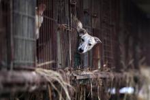 Un chien dans sa cage d'une ferme d'élevage canin à Namyangju près de Séoul, le 28 novembre 2017, lors d'une opération de sauvetage et de protestation organisée par la Humane Society International (HS
