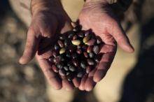 Le département américain du Commerce a annoncé des droits antidumping sur les olives espagnoles