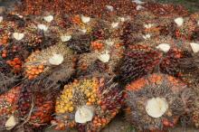 Chargement des graines oléagineuses récoltées sur des palmiers à huile, dans la province de Riau (Ile de Sumatra, Indonésie), le 16 septembre 2015