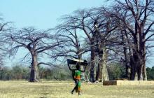 Des Massai se réunissent sous un baobab à Oltukai, en Tanzanie le 26 octobre 2010