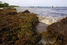 La plage guadeloupéenne de Sainte-Anne polluée par des sargasses en 2011