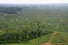 Des champs de palmiers à huile du groupe Olam à Kango, dans le centre du Gabon, le 22 mai 2014