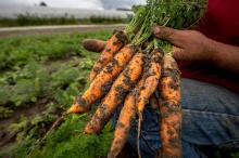 Pour répondre à l'explosion de la demande en produits bio, nombre de régions françaises ont engagé des programmes pour soutenir leurs agriculteurs