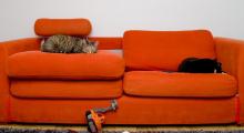 Des chats qui dorment sur un canapé