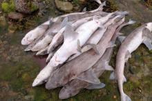 Quelques uns des 450 requins morts dans un filet à Pleubian en Breetagne le 12 juin 2018