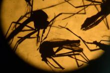 Des moustiques examinés au microscope