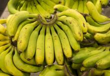 Le chlordécone, interdit dès 1977 aux Etats-Unis, a été utilisé aux Antilles de 1972 à 1993 pour lutter contre le charançon du bananier. Il a été interdit en France en 1990, mais utilisé jusqu'en 1993
