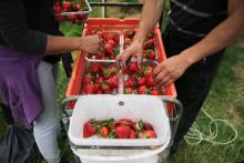Cueillette de fraises à la ferme des Brooks et fils, le 29 juin 2018 à Faversham, dans le Kent, au sud de l'Angleterre
