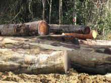 Le négociant français en bois Rougier cède les filiales de sa branche Afrique au Cameroun et en Centrafrique