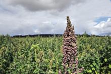 Un champ de quinoa de Longué-Jumelles, dans le Maine-et-Loire, photographié le 13 juin 2011