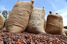 Sacs de cacao le 10 octobre 2015 à Gagnoa, dans le sud de la Côte d'Ivoire, numéro un mondial du secteur