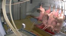 Images de cochons suspendus dans l'abattoir municipal d'Alès le 14 octobre 2015. L'abattoir normand AIM Group a vu ses espoirs douchés après le retrait en dernière minute de l'unique offre de rachat 