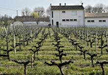 Un vignoble près d'une école de Villeneuve, près de Bordeaux, le 23 mars 2016