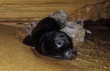 Un bébé phoque moine (monachus monachus) se repose dans une grotte marine sur la côte ouest de Chypre, le 10 novembre 2011. Photo fournie par le Département de la pêche et de la recherche marine de Ch