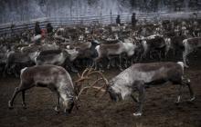 Le peuple sami est le seul à pouvoir élever les rennes en Suède