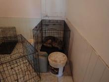 Photo d'un chien maltraité retrouvé dans une maison par la SPA de Marseille