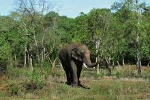 Un éléphant au camp de Dubare, le 11 mai 2018 à Kodagu, en Inde