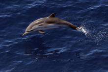 Photo d'archives d'un dauphin en Méditerranée le 11 juin 2017