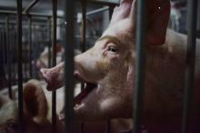 L'impact de la guerre commerciale "n'a pas été drastique", pour l'éleveur de porcs Jia Tiechui, et sa ferme située à Baiyang, dans la province du Henan, en Chine