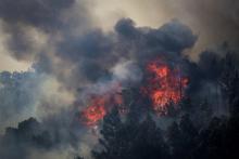 Des eucalyptus et des pins en feu le 8 août 2018 dans l'incendie de forêt près de Monchique dans la région de l'Algarve, sud du Portugal