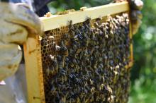 Des abeilles mellifères à Pont de Montvert (Lozère), le 25 juin 2018