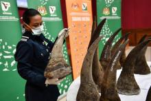 Saisie record de cornes de rhinocéros pour une valeur estimée de 12 millions de dollars à l'aéroport de Kuala Lumpur