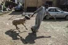 Un commerçant égyptien tire un mouton dans les rues du Caire, à l'approche de l'Aïd al-Adha, la fête du sacrifice chez les musulmans, le 16 août 2018
