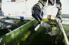 Ce sera, selon le porteur de projet, la plus grande ferme de micro-algues d'Europe