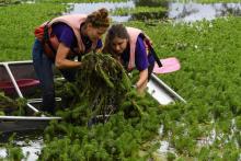Des bénévoles arrachent manuellement le myriophylle du Brésil, qui colonise les plans d'eau de l'Ain, à Viriat, le 14 août 2018